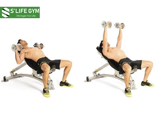 Đẩy tạ tay trên ghế tạ ngang tăng cơ và tăng sức mạnh của cơ ngực