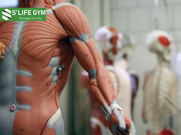 Luôn rèn luyện mới có thể mang lại cho bạn sức khỏe tốt, cơ xương phối hợp nhịp nhàng