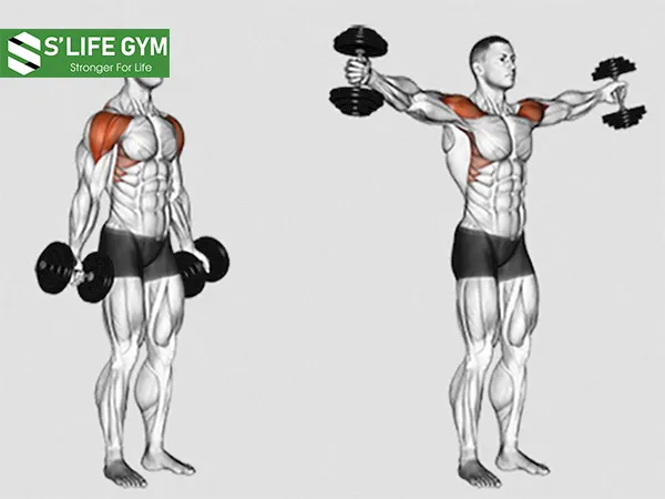 Phân bổ tập đồng đều các bài tập về nhóm cơ cô lập để tập luyện tốt