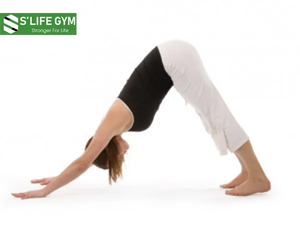 Downward Facing Dog Downward Facing Dog