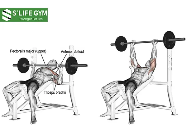 Incline bench press phát triển phần trên của vùng ngực