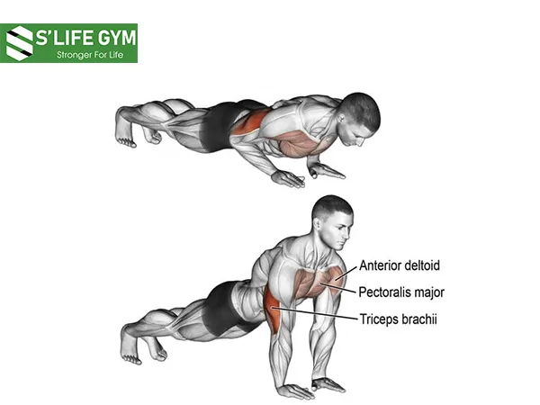 Hít đất linh giúp kích hoạt cơ một cách tổng thể