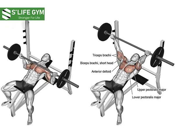 Bài tập giúp phát triển cơ ngực hiệu quả