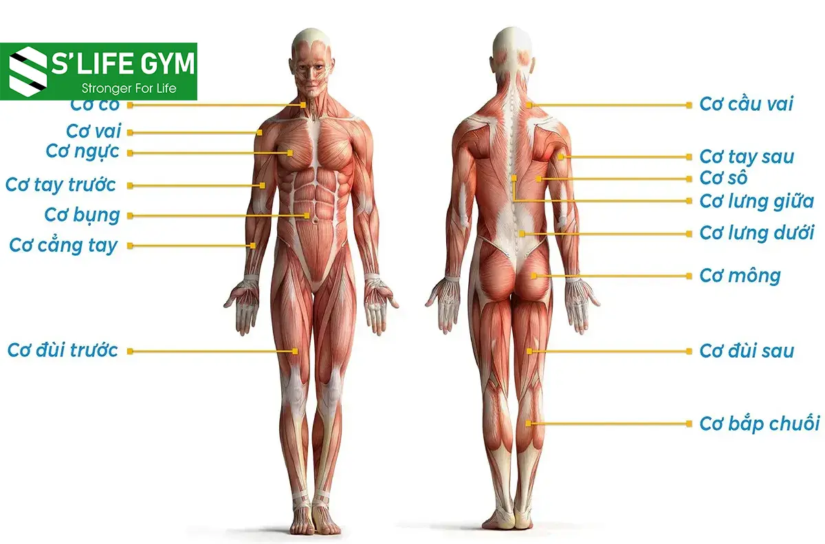 Tổng Hợp Các Nhóm Cơ Cần Tập Luyện Nhằm Cải Thiện Vóc Dáng