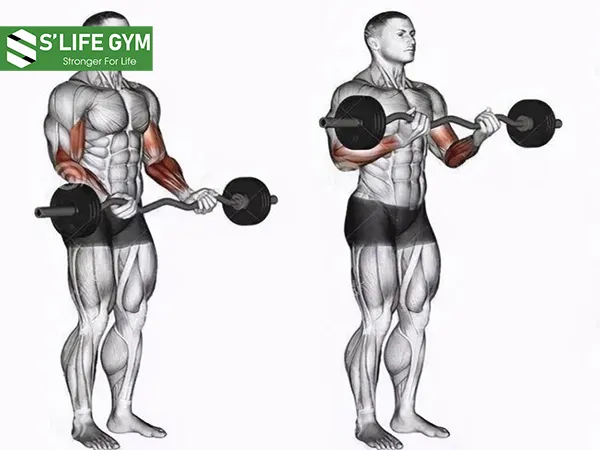 Bài tập barbell or ez-bar curl phát triển cơ bắp nhanh chóng
