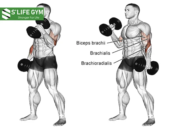 Hammer curl tác động cơ cánh tay mạnh mẽ