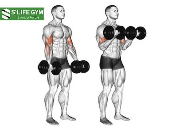 Dumbbell curl tập cơ tay hiệu quả