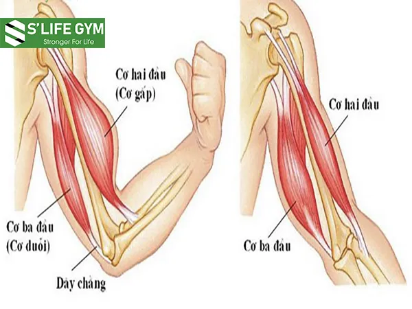 Cơ cẳng tay nhận được sự ưu ái khi tập luyện của các đấng mày râu