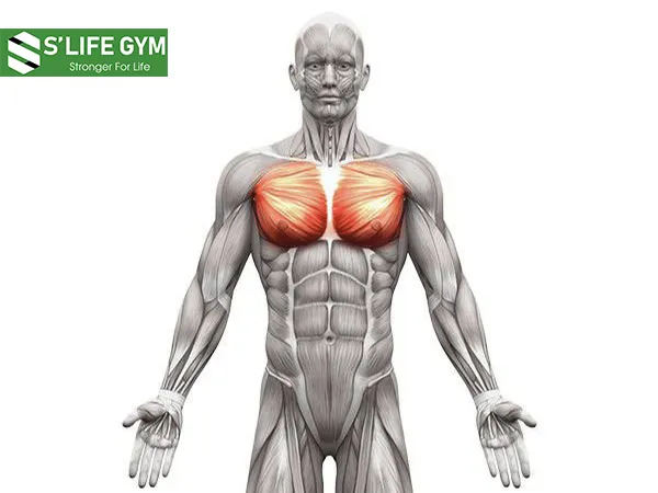 Bài tập cơ ngực giúp ngực phát triển săn chắc, chống chảy xệ