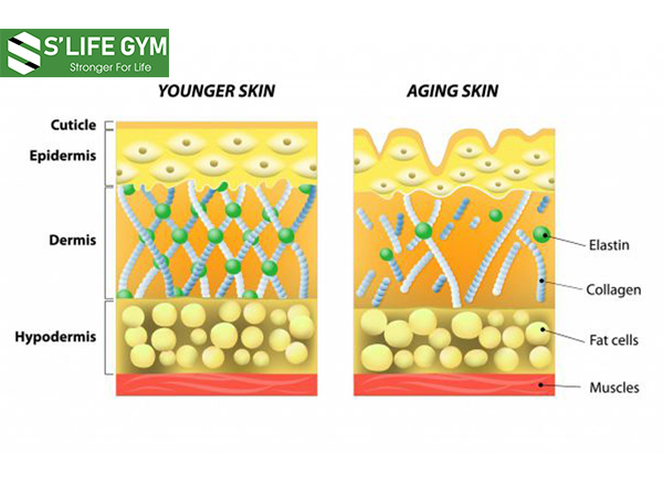 Tác dụng của Collagen được xem như một chất keo dính kết nối các tế bào dưới da 