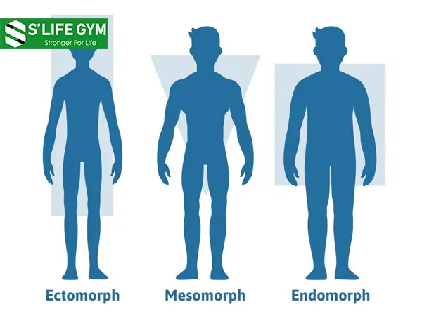 Cùng S’Life khám phá 3 tạng người cơ bản trong thể hình