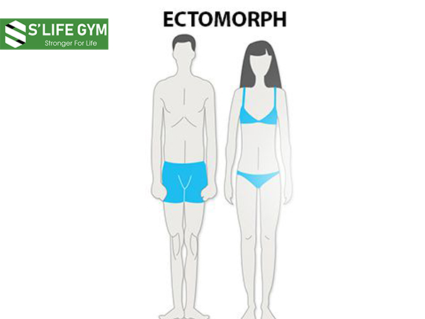 Tạng người trong thể hỉnh: Ectomorph