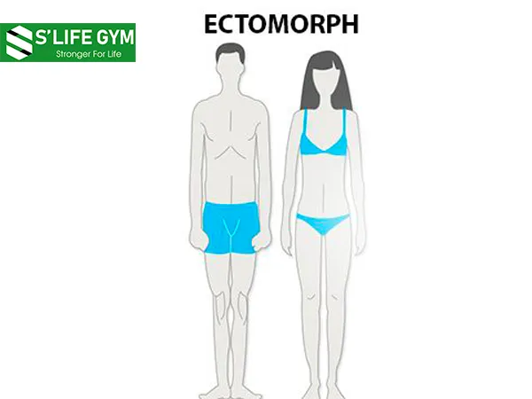 Tạng người trong thể hình: Ectomorph