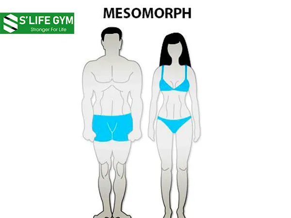 Tạng người trong thể hình: Mesomorph